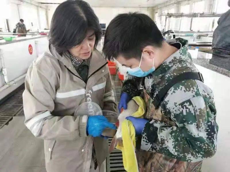 2元/斤利润！当年可上市，耐盐碱又抗病，鲤鱼料就可以养，这条鱼很优秀！