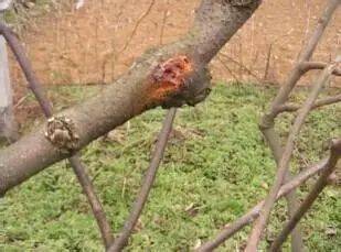 太阳成集团tyc9728认这几种猕猴桃常睹病虫害你都识吗？