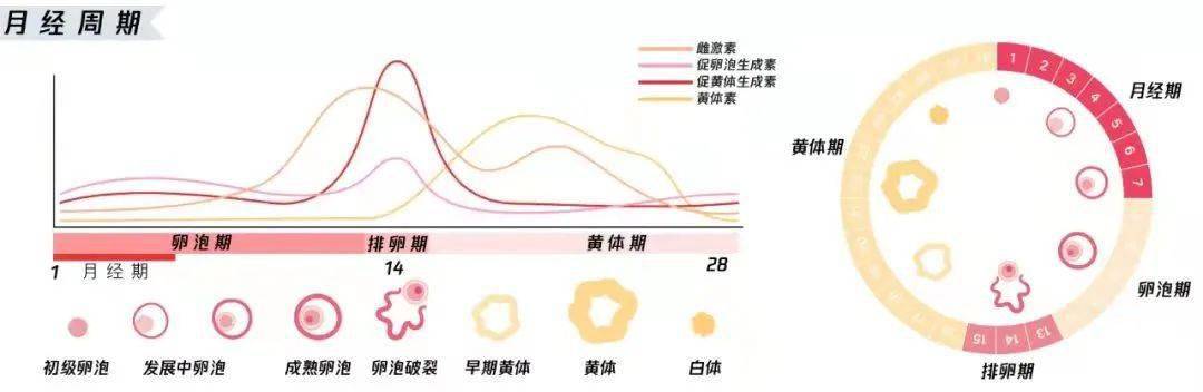 女生排卵时，身体会出现这几种变化，避孕必知，备孕必懂！