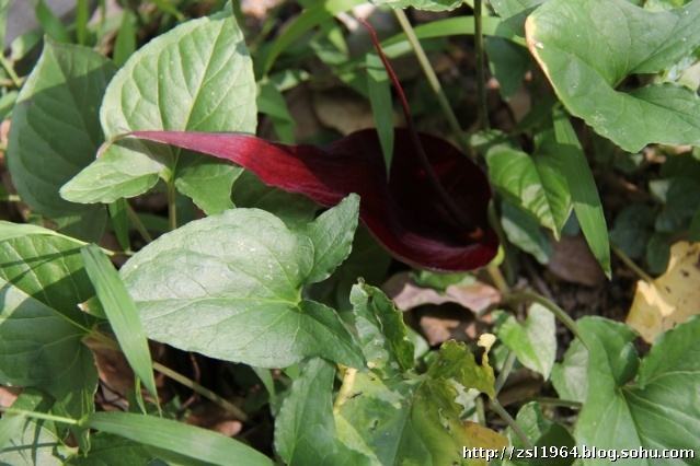 农村常见的犁头尖草药有什么用途呢