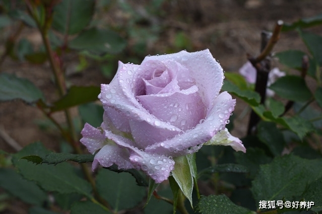 最爱紫玫瑰 优雅 高贵 从容 紫色