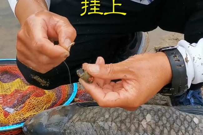 用螺蛳钓青鱼的挂钩技巧很实用