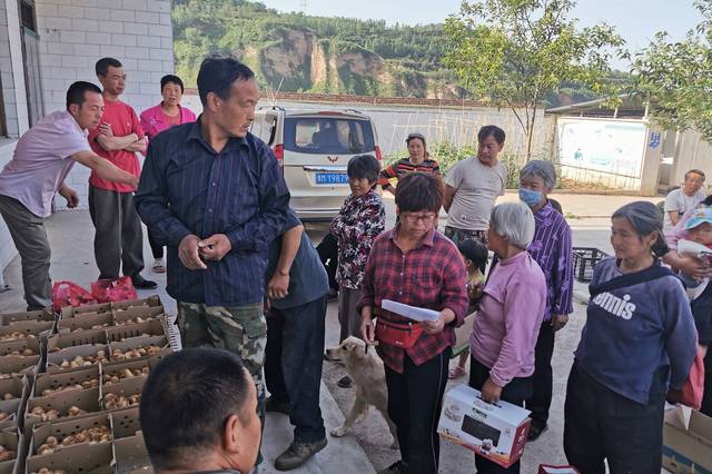 三门峡灵宝市川口乡池头村为群众免费发放1500余只优质蛋鸡鸡苗及养殖
