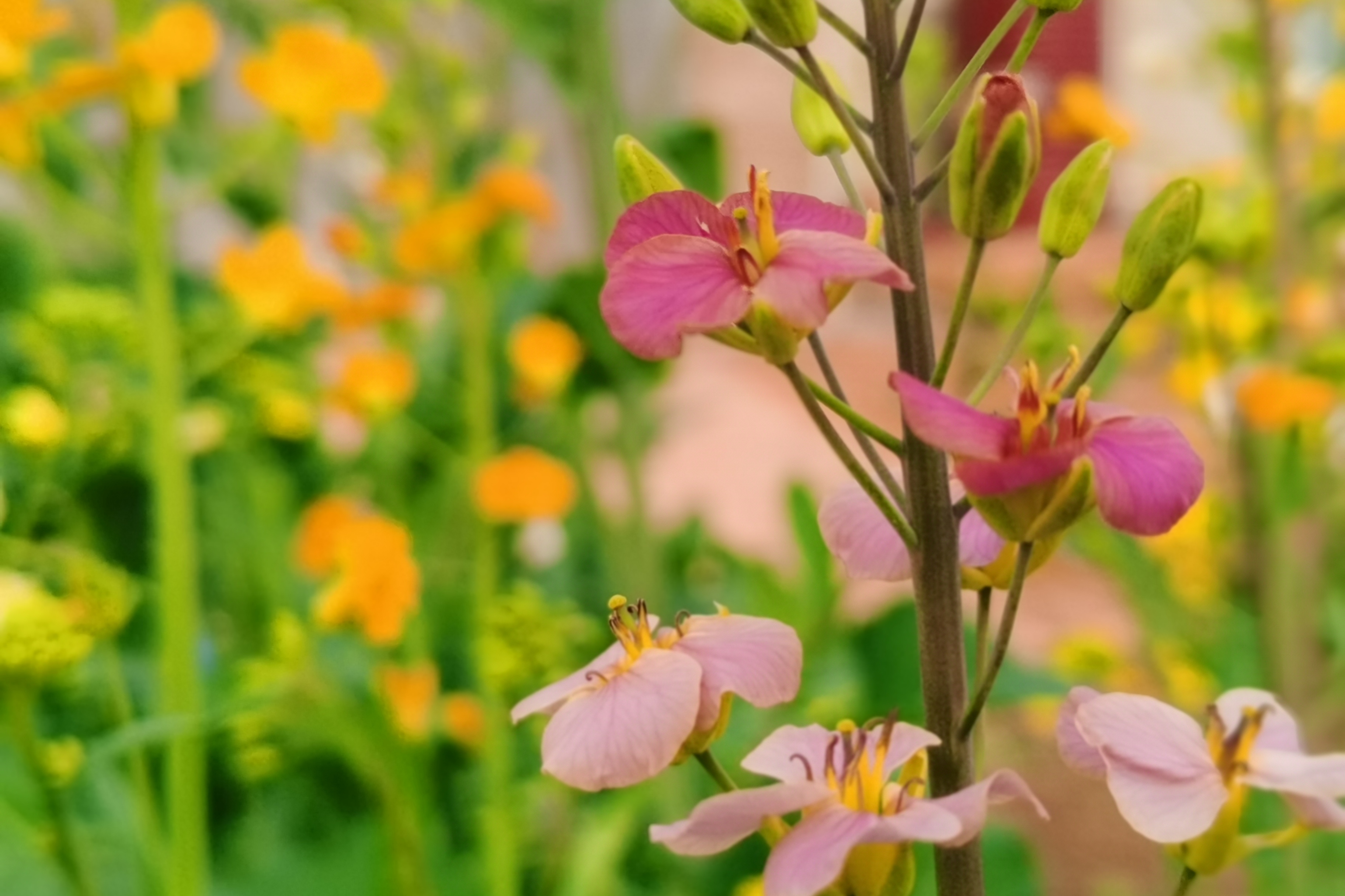 彩色油菜花惊艳绽放