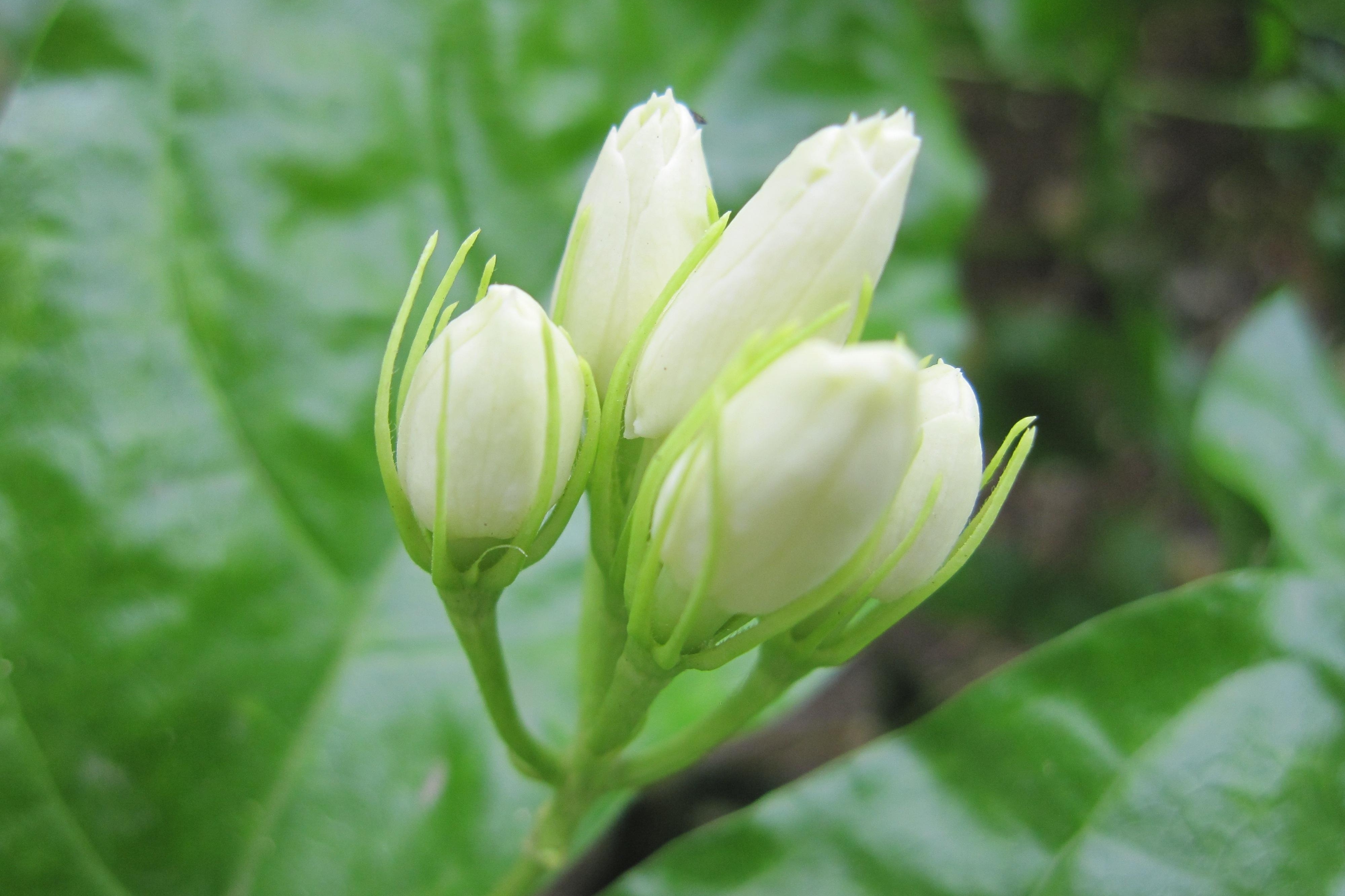 茉莉花长芽还要剪很多人不理解知道原理的都说高手