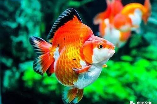 造景水草种类大全 金鱼