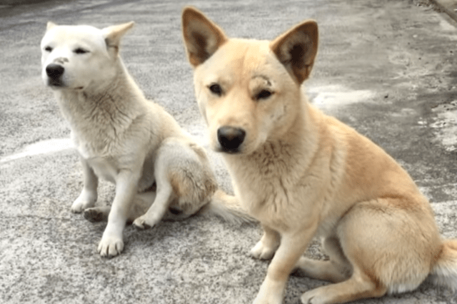 原创 两只流浪狗相依为命,伴侣失踪以后,母狗挺着"大肚子"一直寻找