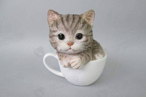 原创 茶杯猫非常的流行,多少钱一只?