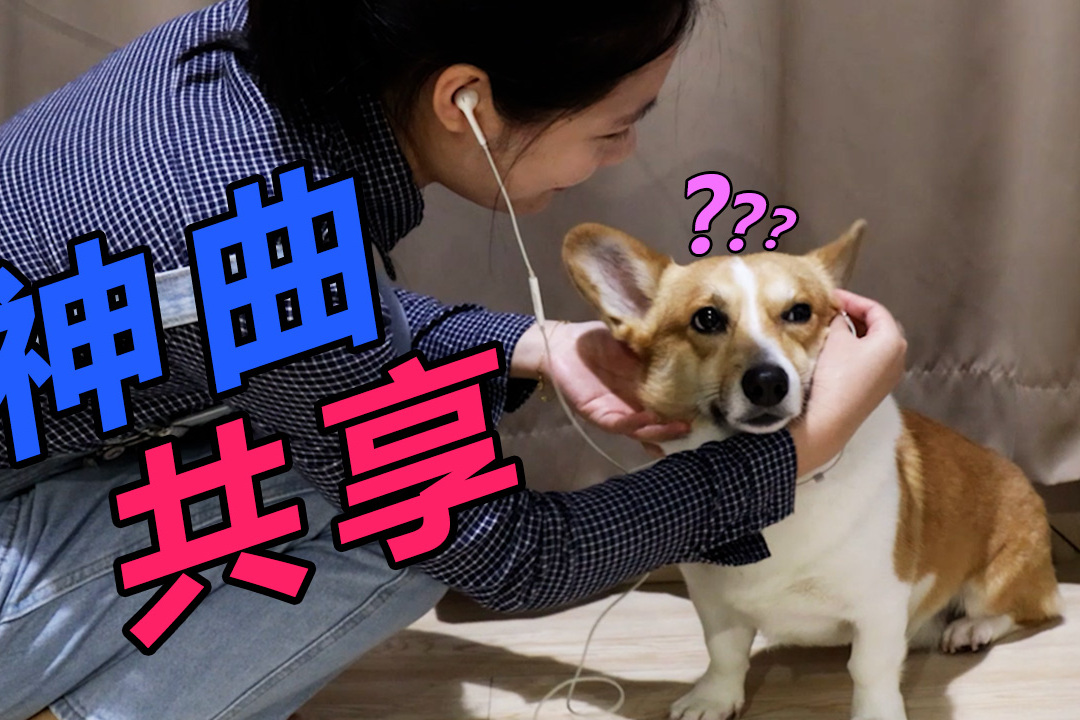 给狗狗戴耳机听歌会发生什么狗狗有点困