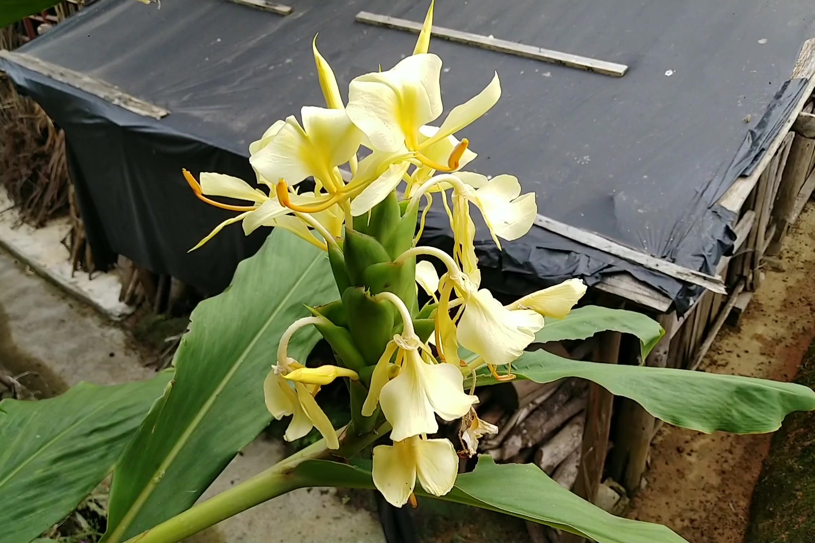 农村这种炖肉香料植物叶子与阳荷姜相似黔东地区称草果