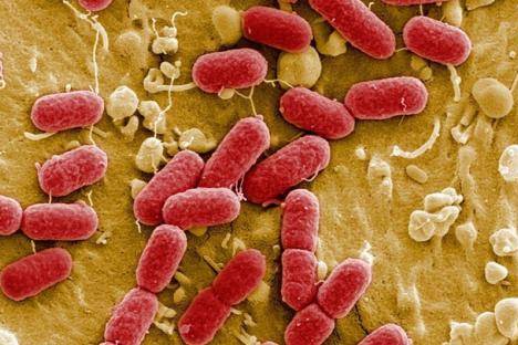 肠出血性大肠杆菌动物模型