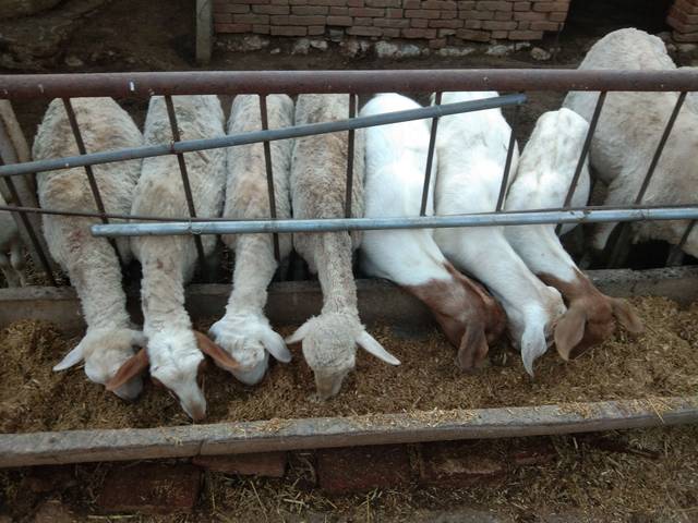 养羊人分享的一个治疗小羊羔软瘫的实用方法,实践总结的经验