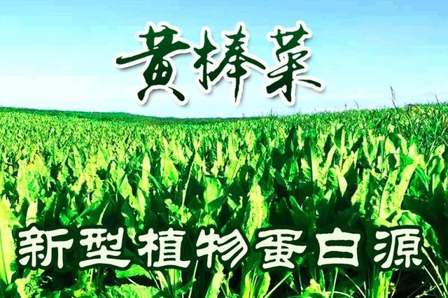 大黄,中国四大中药之一,黄棒菜"身上"就有