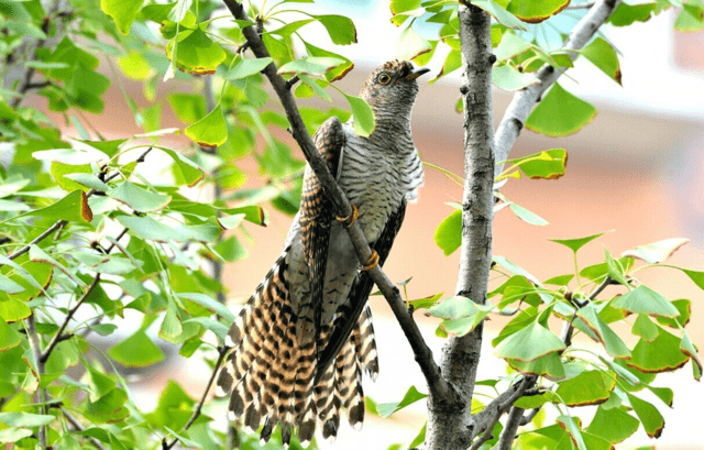 环球科学猫的个人展示页