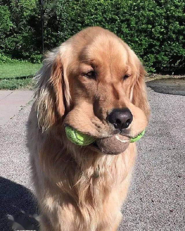 大金毛最让人迷惑的行为:总以为自己的嘴巴是球筐.