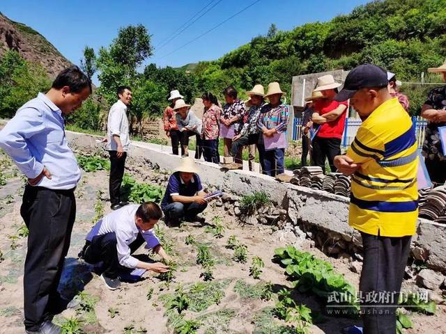 在榆盘镇马沟流域的马河,马寨,下河,苏家等村首次尝试辣椒种植,由县