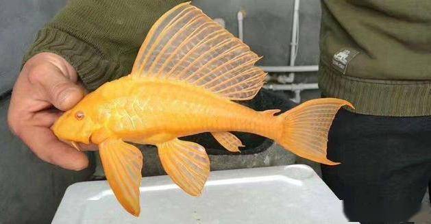 光头鱼司令的个人展示页