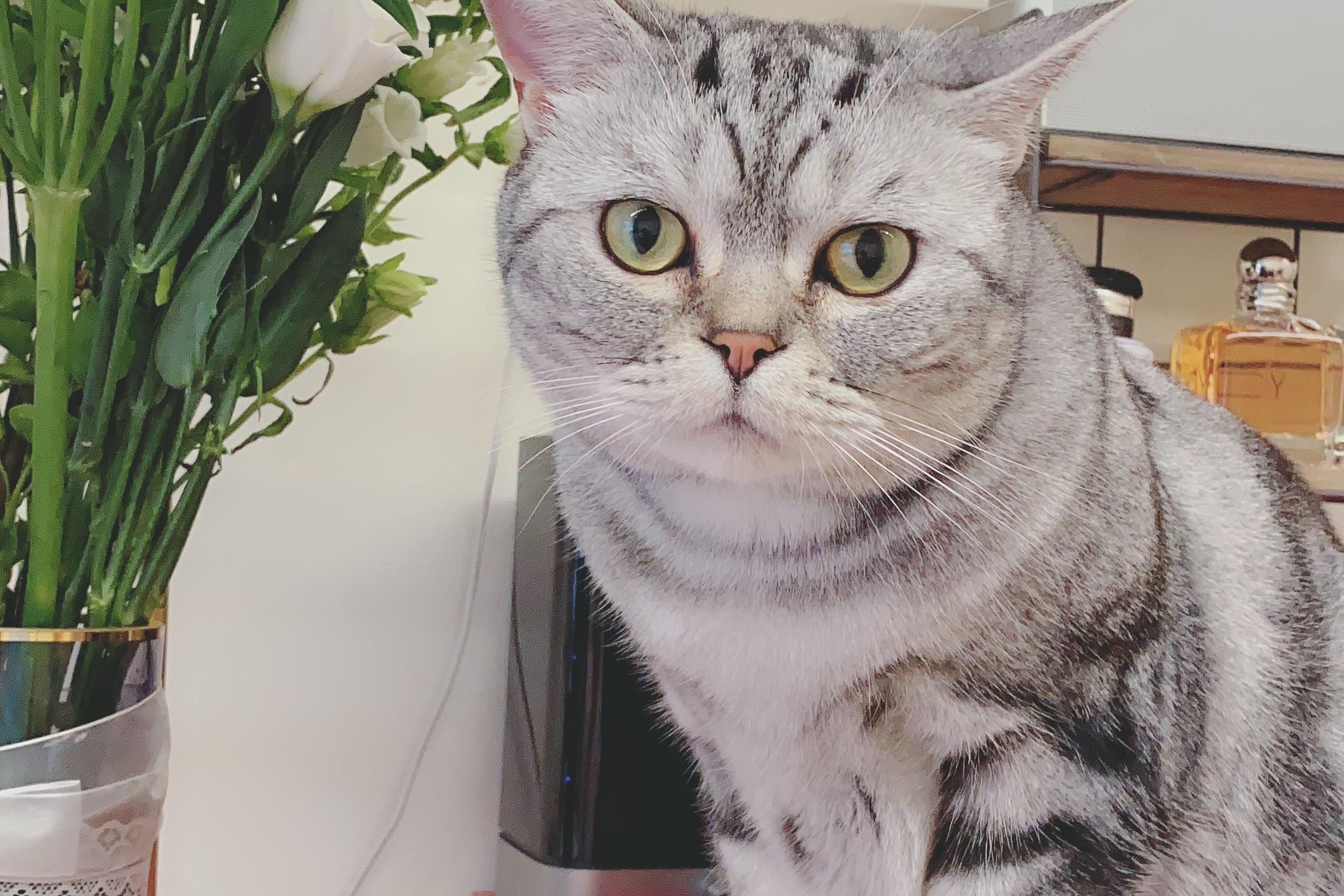 吉林省长春市南关区圣世·金鼎城寻找一只银虎斑公美短