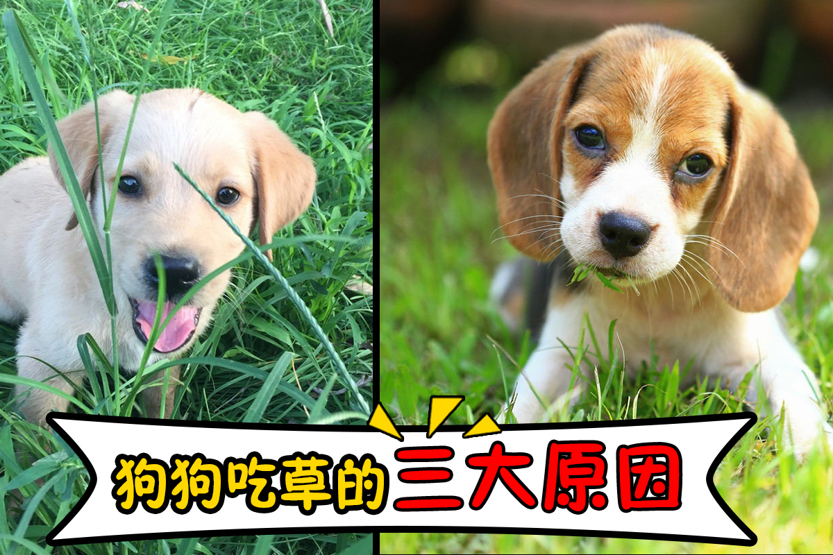 狗狗吃草,有这三大原因,你家狗狗会经常吃草吗