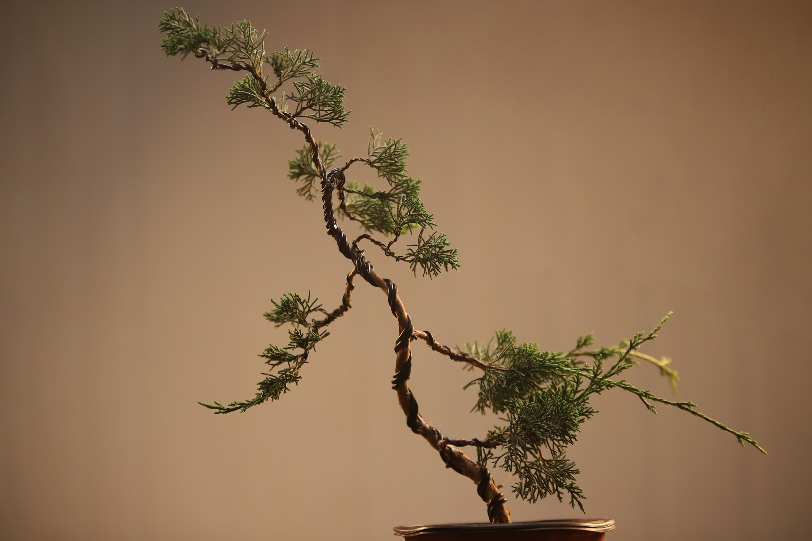 一个小柏树的初次做型需要注意什么它的盆景路才刚开始