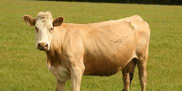 大金牛：5月起横财入宅，事业攀升，富得流油