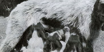 寻根问祖系列（72）：德国刚毛波音达犬German WirehairedPointer