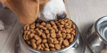 过年，如果你不能带宠物回家……