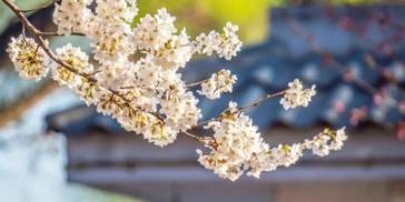 春节文旅数据全记录，春天即将到来！