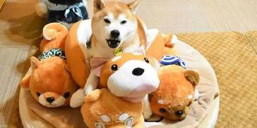 给自家两只柴犬买了几十只玩偶，这画风来感受一下！