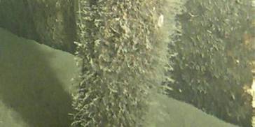 外媒：丹麦称在“北溪”管道附近打捞上来的物体是浮标