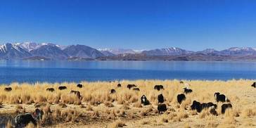 研究揭示：2500年前青藏高原已经广泛饲养牦牛和黄牛