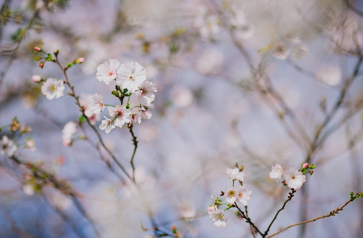 秋天也有樱花 上海辰山植物园秋樱10月集中盛放-搜狐大视野-搜狐新闻