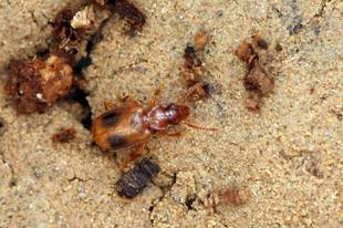 上海有多少种昆虫？他们给出了答案，但未完待续