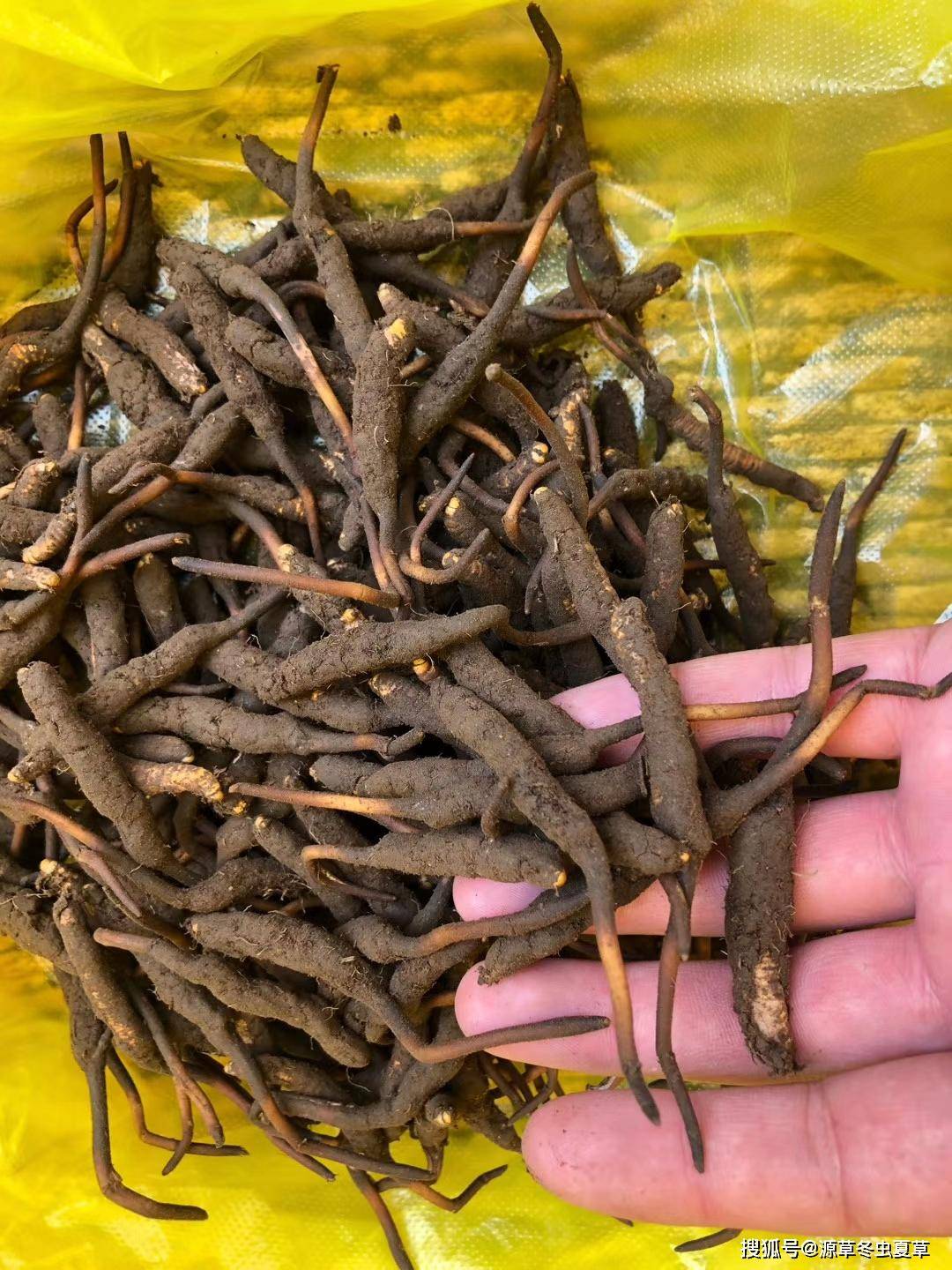 源草冬虫夏草青藏高原引来虫草采挖战役新鲜冬虫夏草产地与价格战