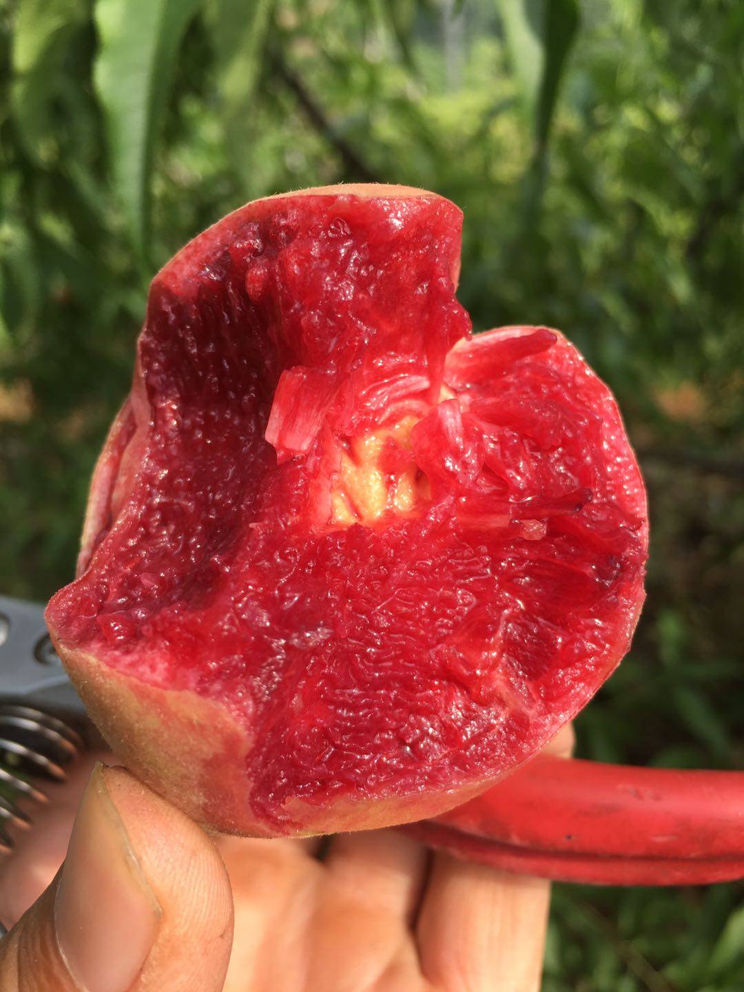 血桃的养分价值血桃有补益气血,养阴生津的作用,可