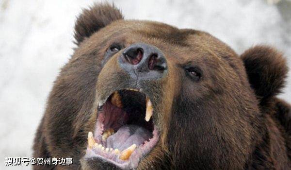 棕熊叼走女牧民,最后在其胃里解剖出人体组织!