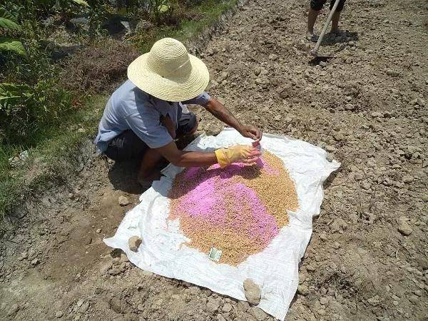 5,抓好药剂拌防水稻黑条矮缩病,建议选择如噻虫嗪类拌种剂,在种子破胸