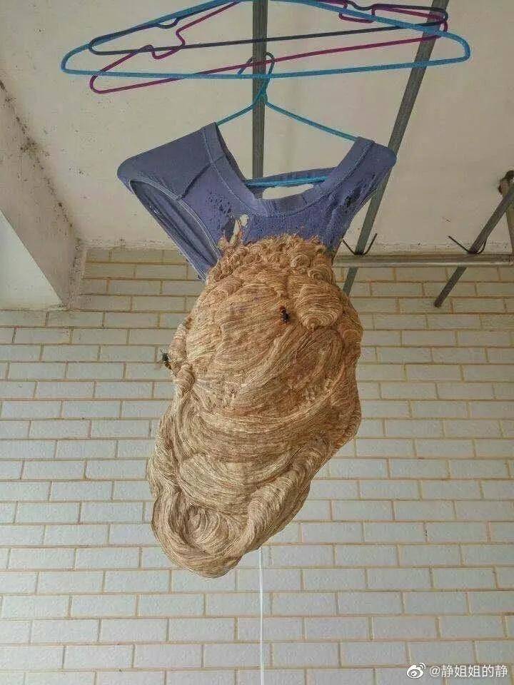 "阳台上的内裤忘了收,开学后看到这一幕傻眼了!