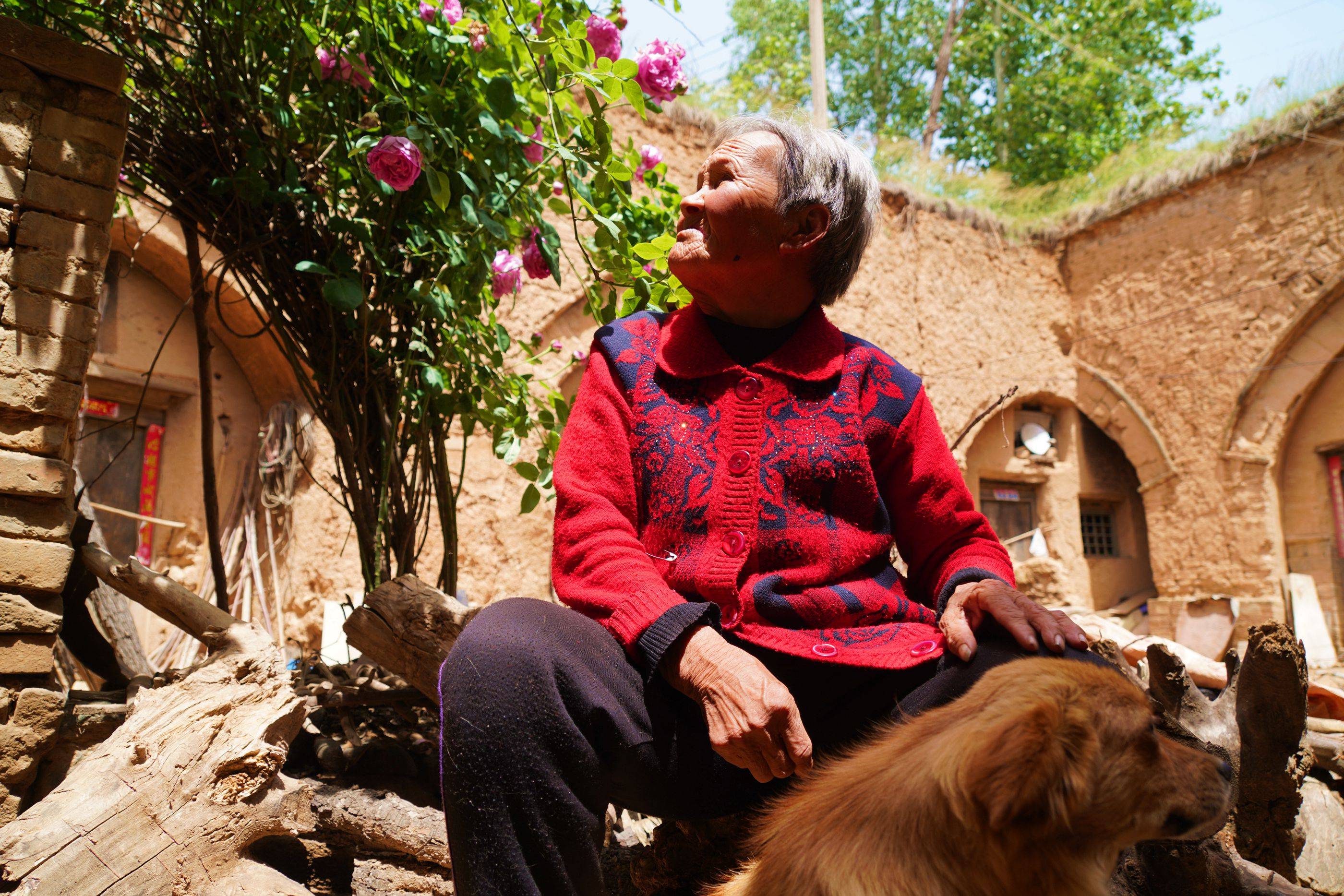 河南农村7旬老人家有百年"牡丹王",8万不卖,看看啥样