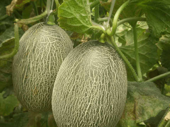 哈密瓜田间种植技术