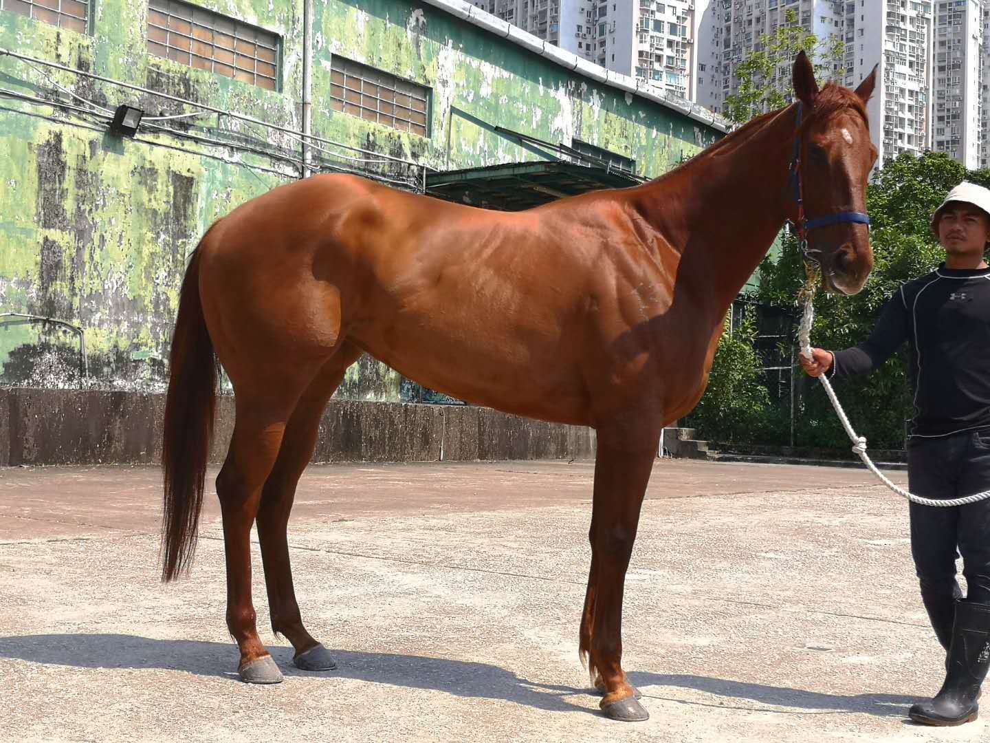 "声色犬马"所衍生的生意经:富豪爱玩"马",愉悦还捞钱_纯血马