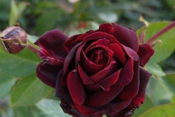新手养花,不如养盆花中精品"黑魔术玫瑰",色彩深红,冷艳高贵