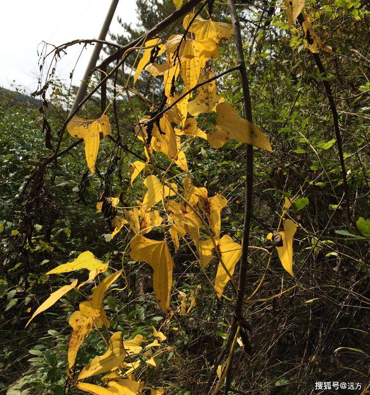 这是秦岭蓝田野生山药全株图片,冬季叶子是黄色(图片来自网络).