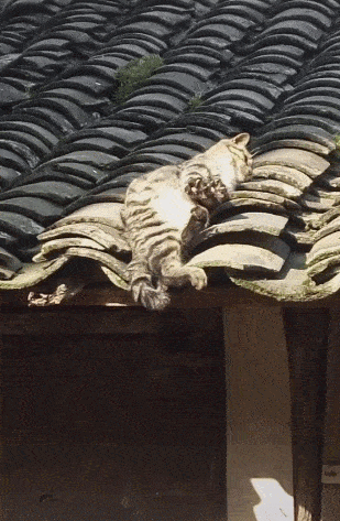 309_473竖版 竖屏gif 动态图 动图
