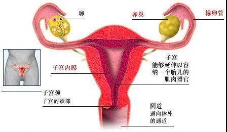 子宫壁有三层结构,从内到外分别是子宫内膜,子宫肌层和子宫浆