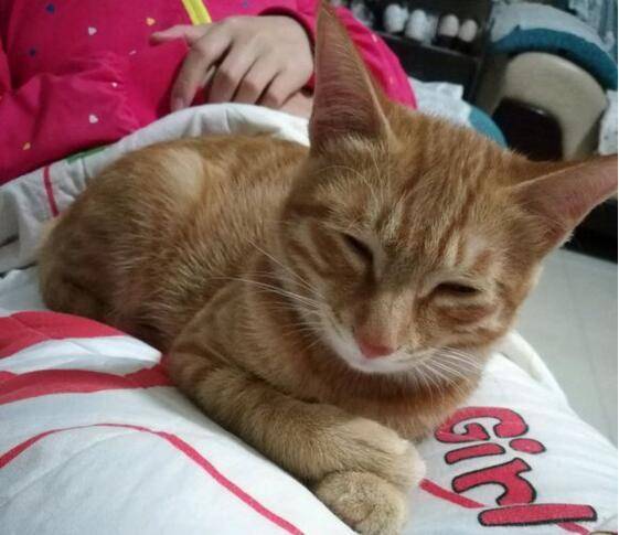 黄猫是品种,橘猫是橘色的猫的统称!