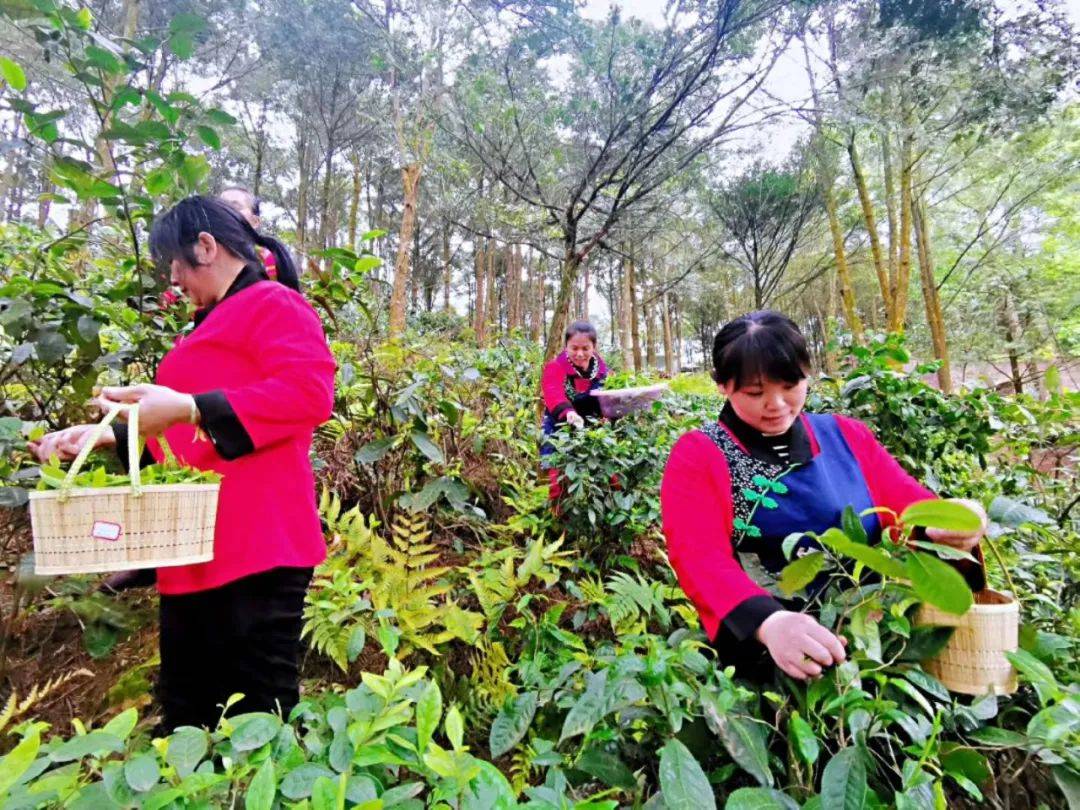 重慶巴南農家樂這家嘿有特色採靈芝觀雲海看日出日落紅豆杉山莊