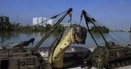 1965年黄河巨蛇 大蛇图片