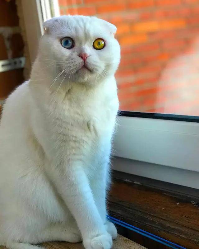 眼睛越黄蓝猫越纯图片