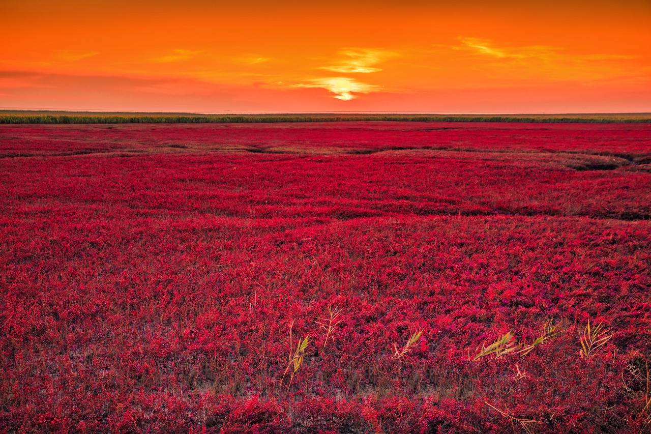 真实存在的红海奇观,就在东北这旮旯